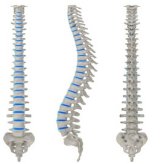 Three spines graphic
